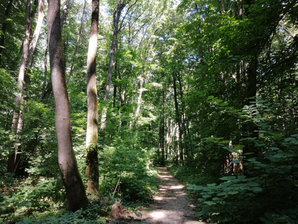 Raritate absolută: Teren 20.000 mp în inima Padurii Băneasa