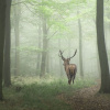 Refugiul tău verde lângă Băneasa – 2 hectare de pădure super locație