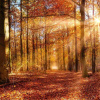 Refugiul tău verde lângă Băneasa – 2 hectare de pădure super locație