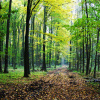 Refugiul tău verde lângă Băneasa – 2 hectare de pădure super locație